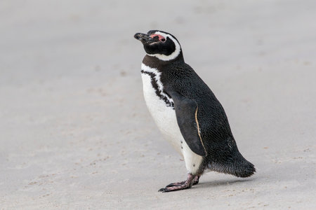 Magellanic penguin standing on the beach on Carcass Island in the Falkland Islandsの写真素材