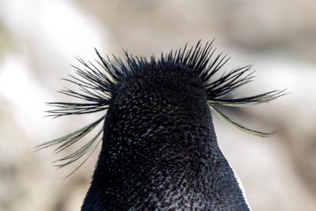 Close-up of a Southern Rockhopper penguin head with plumes and feathers on West Point Island in the Falkland Islandsの写真素材