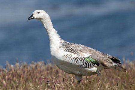 Upland Goose walking on grass in the Falkland Islandsの写真素材