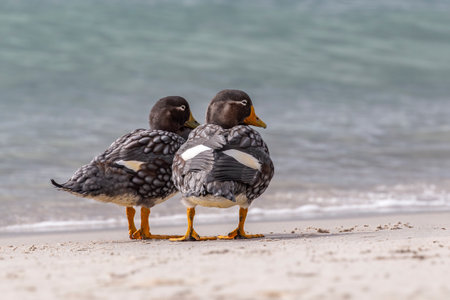 Falkland Steamer-Ducks on the beach in the Falkland Islandsの写真素材