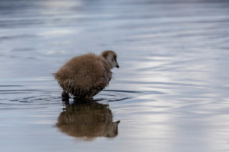 A young Upland Goose gosling walking in a pond in Ushuaia in Argentinaの写真素材