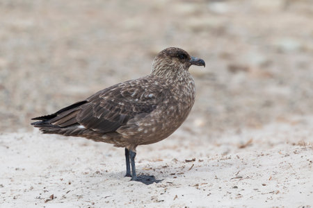 Brown Skua standing on the beach on Carcass Island in the Falkland Islandsの写真素材