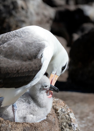 Black-browed Albatross tending to its chick on the nest on West Point Island in the Falkland Islandsの写真素材