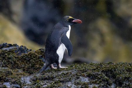 Macaroni penguin standing on rocks at Hercules Bay in South Georgia Island near Antarcticaの写真素材