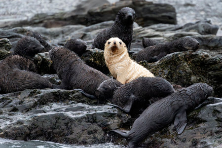 A group of baby Antarctic fur seals with a blonde fur seal pup on the rocks near the ocean at Fortuna Bay near Antarcticaの写真素材