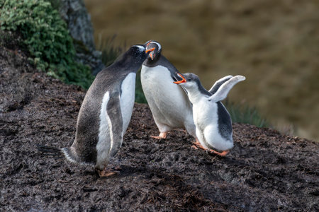 Gentoo penguin family and their chick with its  flippers extended at Stromness Harbour on South Georgia Island near Antarcticaの写真素材