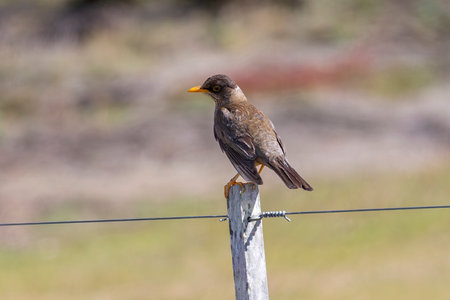Austral Thrush perching on a fence on Carcass Island in the Falkland Islandsの写真素材