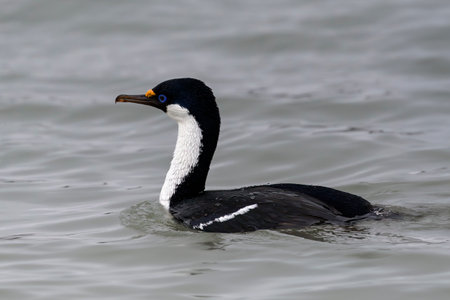 South Georgia Shag bird swimming in the ocean at Fortuna Bay in South Georgia Island near Antarcticaの写真素材
