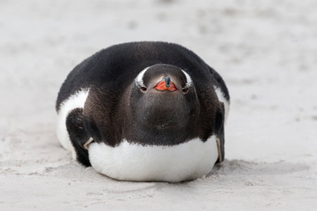 Gentoo penguin resting on the beach on Carcass Island in the Falkland Islandsの写真素材