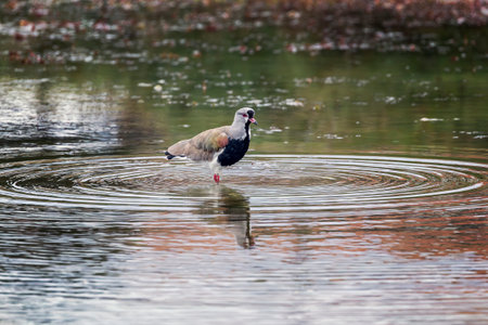 Southern Lapwing bird standing with ripples in a lake in Ushuaia, Argentinaの写真素材