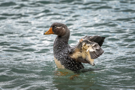 Falkland Steamer-Duck flapping its wings in the ocean in the Falkland Islandsの写真素材