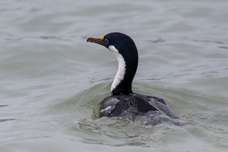South Georgia Shag bird swimming in the ocean at Fortuna Bay in South Georgia Island near Antarcticaの写真素材