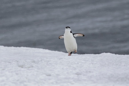 Chinstrap penguin running on the snow at Palaver Point in Antarcticaの写真素材