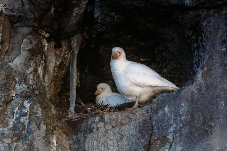 Snowy Sheathbill birds in their nest on rocks on Gourdin Island in Antarcticaの写真素材
