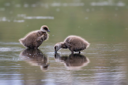 Two young Upland Goose goslings feeding in a pond in Ushuaia, Argentinaの写真素材