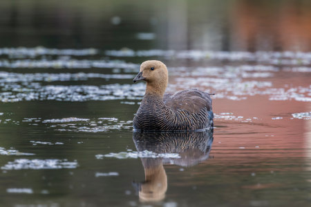 Upland Goose swimming in a pond in Ushuaia, Argentinaの写真素材
