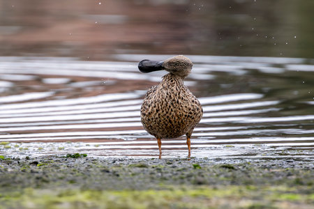 Red Shoveler duck standing in a lake in Ushuaia, Tierra del Fuego, Argentinaの写真素材