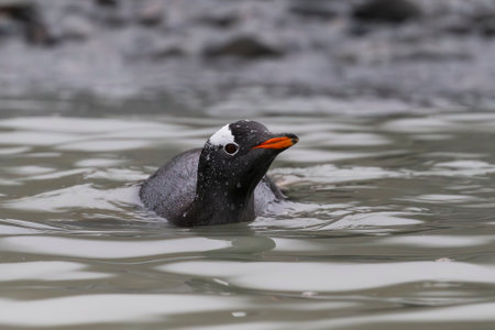 Gentoo penguin swimming in the ocean in Fortuna Bay, South Georgia Island, near Antarcticaの写真素材