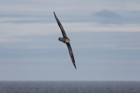 Southern Giant Petrel flying over the South Atlantic Ocean near the Falkland Islands, Antarcticaの写真素材