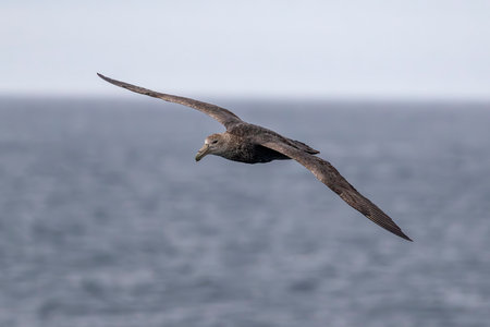 Southern Giant Petrel flying over the South Atlantic Ocean near the Falkland Islands, Antarcticaの写真素材