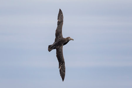 Southern Giant Petrel flying over the South Atlantic Ocean near the Falkland Islands, Antarcticaの写真素材