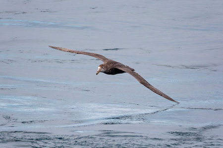 Southern Giant Petrel flying over the South Atlantic Ocean near the Falkland Islands, Antarcticaの写真素材