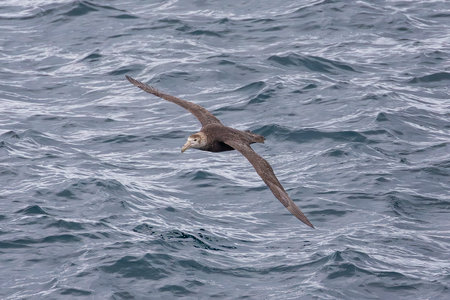 Southern Giant Petrel flying over the South Atlantic Ocean near the Falkland Islands, Antarcticaの写真素材