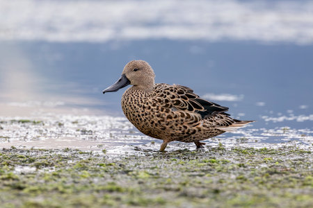 Red Shoveler duck in a lake in Ushuaia, Tierra del Fuego, Argentinaの写真素材