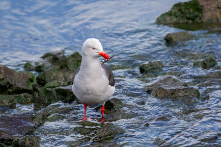Dolphin Gull standing on rocks on the seashore in Ushuaia, Tierra del Fuego, Argentinaの写真素材