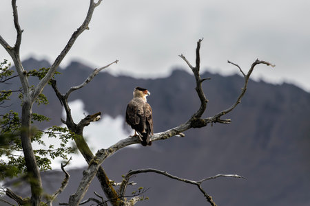 Crested Caracara bird perching in a tree near Ushuaia, in Tierra del Fuego, Argentinaの写真素材