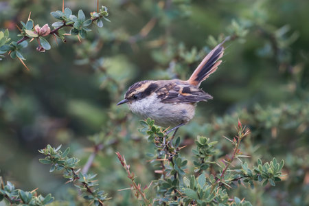 Thorn-tailed Rayadito bird perching in a tree in Tierra del Fuego, Argentinaの写真素材