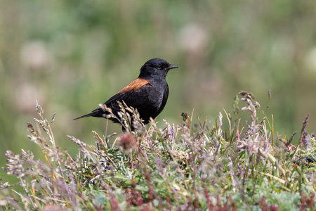 Austral negrito bird taken in a marsh around Tierra del Fuego, Argentinaの写真素材