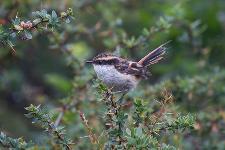 Thorn-tailed Rayadito bird perching in a tree in Tierra del Fuego, Argentinaの写真素材