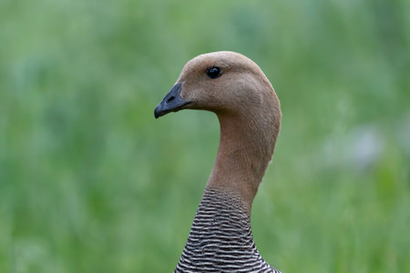 Upland Goose portrait taken in the forest in Tierra del Fuego, Argentinaの写真素材