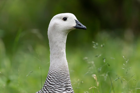 Upland Goose gander portrait taken in the forest in Tierra del Fuego, Argentinaの写真素材