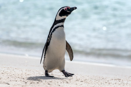 Magellanic penguin on the beach in the Falkland Islands near Antarcticaの写真素材