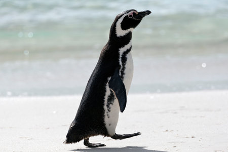 Magellanic penguin on the beach in the Falkland Islands near Antarcticaの写真素材