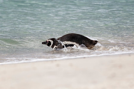 Magellanic penguin diving into the ocean on Carcass Island in the Falkland Islandsの写真素材