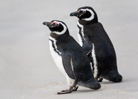 Magellanic penguins standing on the sandy beach on Carcass Island in the Falkland Islandsの写真素材