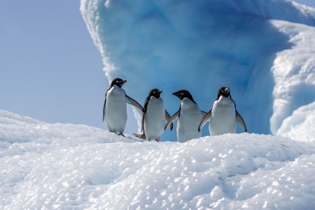 Adelie penguins standing on an iceberg on Gourdin Island in Antarcticaの写真素材