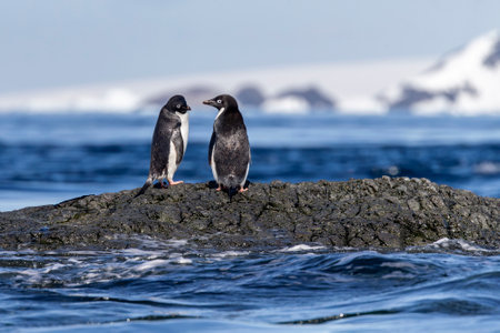 Adelie penguins standing on a rock in Antarcticaの写真素材