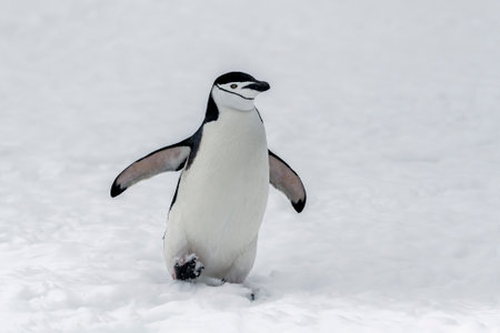 Chinstrap penguin walking in the snow in Antarcticaの写真素材