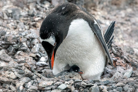 Gentoo penguin with its chick on a stony nest in Antarcticaの写真素材