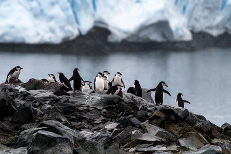 Chinstrap penguin breeding colony on the rocks, Antarctic Peninsula, Antarcticaの写真素材