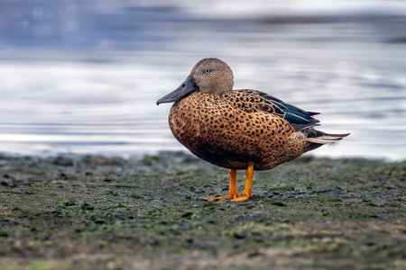 Red Shoveler duck standing near a lake in Ushuaia, Tierra del Fuego, Argentinaの写真素材