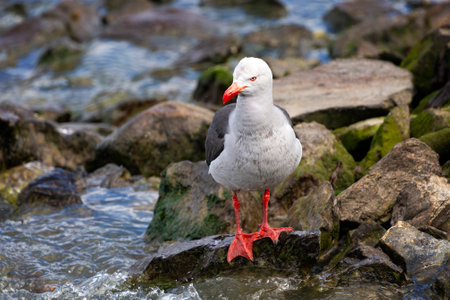 Dolphin Gull standing on rocks on the seashore in Ushuaia, Tierra del Fuego, Argentinaの写真素材