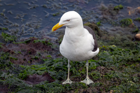 Kelp gull standing on seaweed near the ocean in Ushuaia, Tierra del Fuego, Argentinaの写真素材