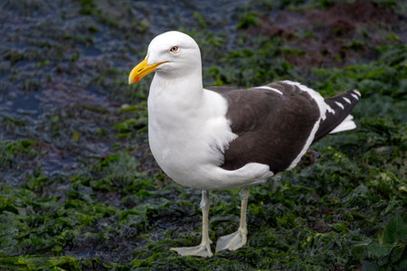 Kelp gull standing on seaweed near the ocean  in Ushuaia, Tierra del Fuego, Argentinaの写真素材