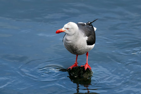 Dolphin gull standing on a rock in the ocean in Ushuaia, Tierra del Fuego, Argentinaの写真素材