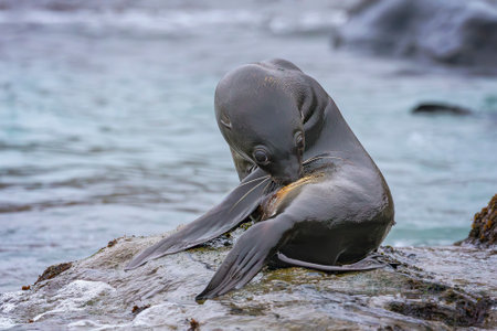 Antarctic fur seal near the ocean at Fortuna Bay, South Georgia Island near Antarcticaの写真素材
